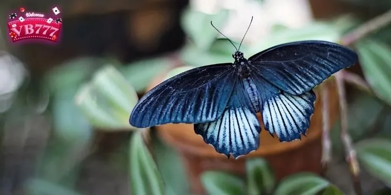 Nằm mơ thấy 2 con bướm ẩn chứa một ý nghĩa khác